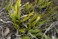 Masdevallia coriacea