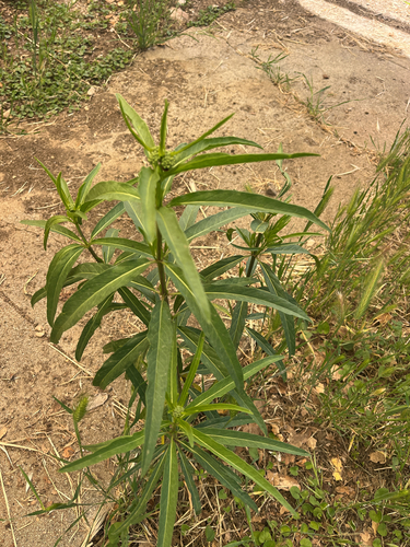 iNaturalist observation photo of narrowleaf milkweed