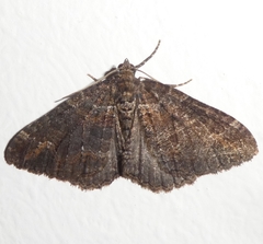 Catarhoe basochesiata