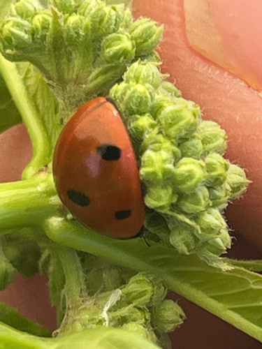 iNaturalist observation photo of Seven-spotted Lady Beetle
