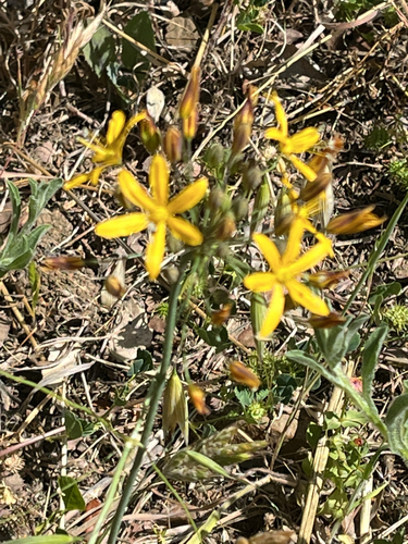 iNaturalist observation photo of goldenstar