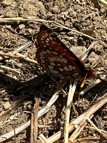 iNaturalist observation photo of Euphydryas