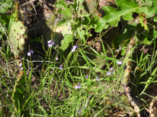 Verbena halei observed 2026-04-24