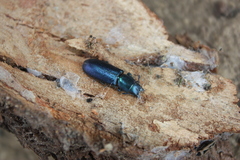 Temnoscheila caerulea