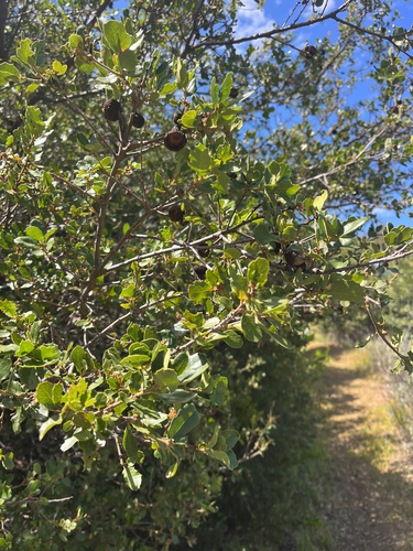 iNaturalist observation photo of California scrub oak