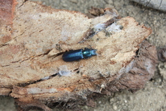 Temnoscheila caerulea
