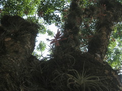 Tillandsia didisticha