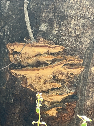 iNaturalist observation photo of Mustard Yellow Polypore