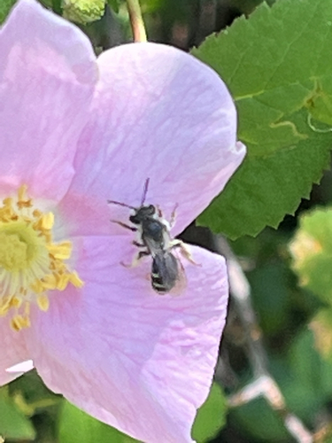 iNaturalist observation photo of Halictina