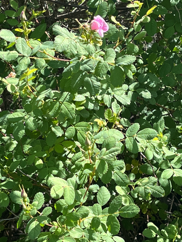 iNaturalist observation photo of California Wild Rose