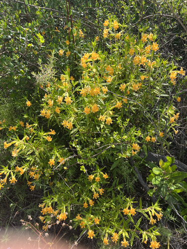 iNaturalist observation photo of southern bush monkeyflower