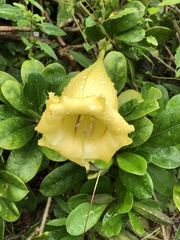 Solandra