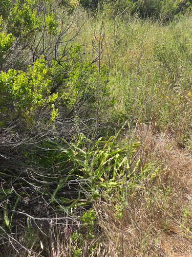 iNaturalist observation photo of wavy-leafed soap plant