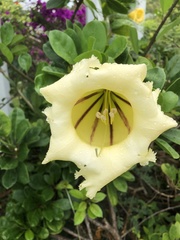 Solandra