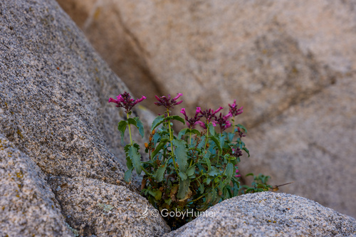 Penstemon clevelandii