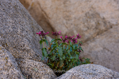 Penstemon clevelandii