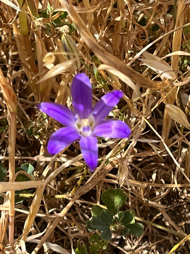 iNaturalist observation photo of Dwarf Brodiaea