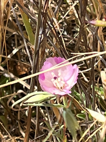 iNaturalist observation photo of Winecup Clarkia