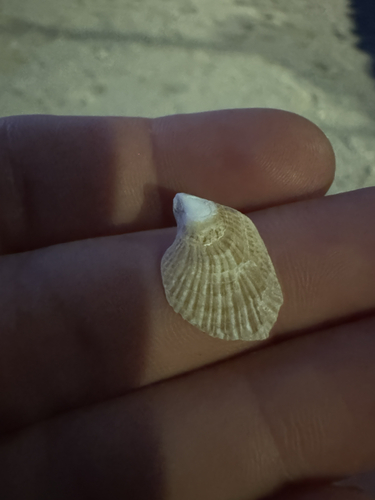 Isognomon perna observed 2026-04-24