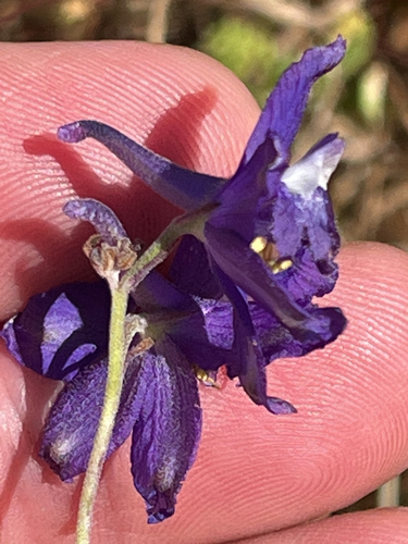 iNaturalist observation photo of San Bernardino larkspur