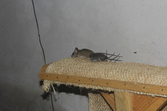 Peromyscus spicilegus