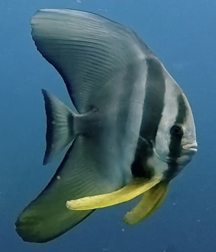 Platax teira