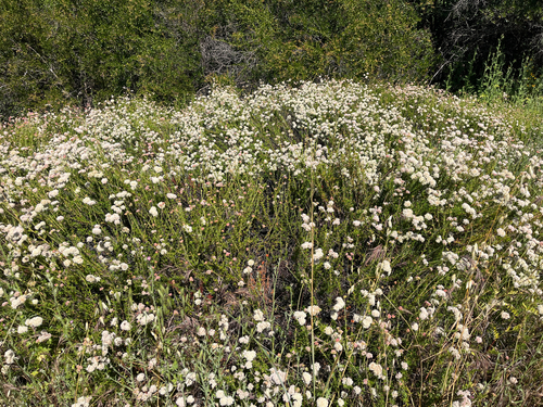iNaturalist observation photo of California Buckwheat