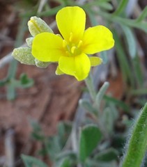 Physaria gracilis