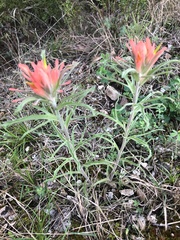 Castilleja lindheimeri