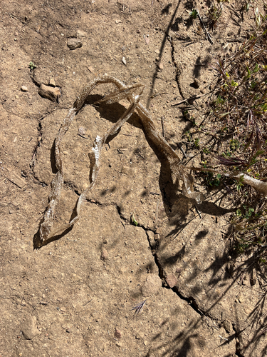 iNaturalist observation photo of Striped Racer