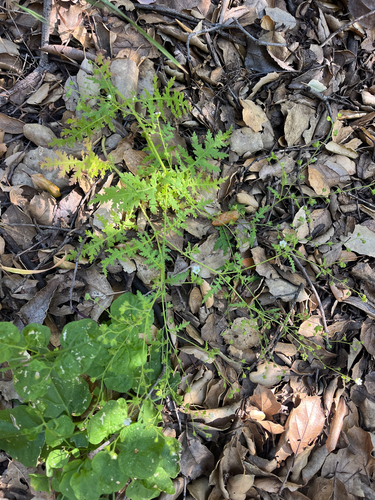 iNaturalist observation photo of common eucrypta