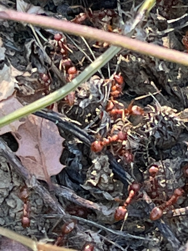 iNaturalist observation photo of Typical American Harvester Ants