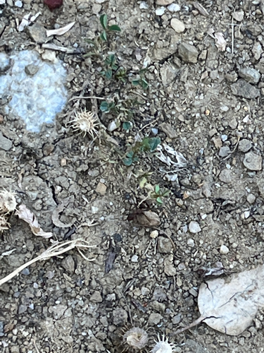 iNaturalist observation photo of Ants