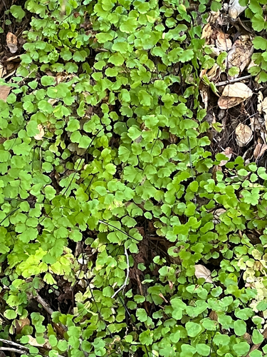 iNaturalist observation photo of California Maidenhair Fern