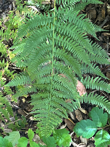 iNaturalist observation photo of coastal woodfern