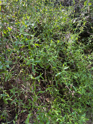 iNaturalist observation photo of Plummer's baccharis