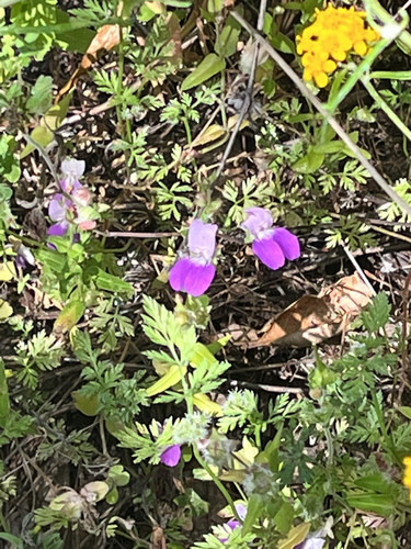 iNaturalist observation photo of Purple Chinese Houses