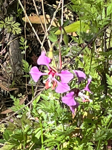 iNaturalist observation photo of Elegant Clarkia