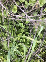 Claytonia perfoliata