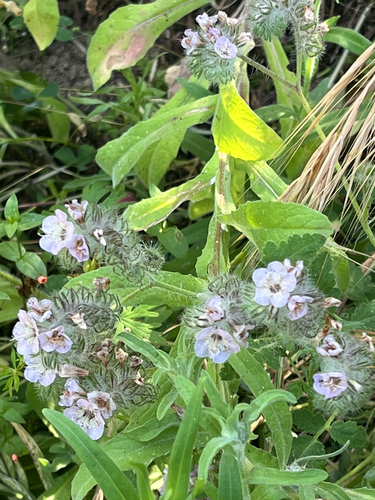 iNaturalist observation photo of caterpillar scorpionweed