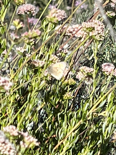 iNaturalist observation photo of Common Ringlet