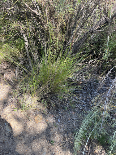 iNaturalist observation photo of foothill needle grass