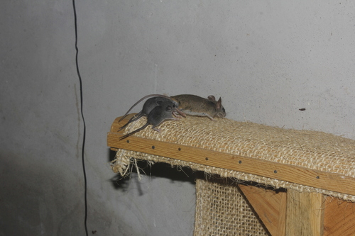 Gleaning Deermouse