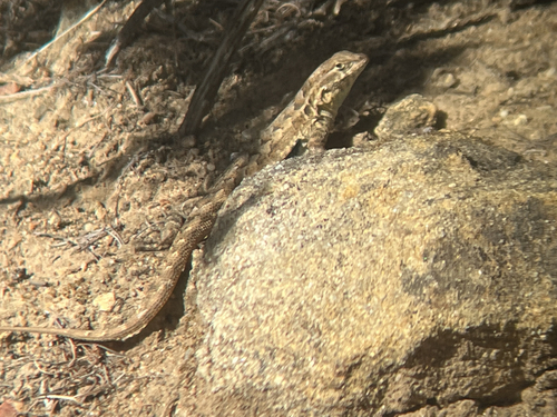 iNaturalist observation photo of Common Side-blotched Lizard