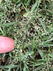 Eragrostis amabilis
