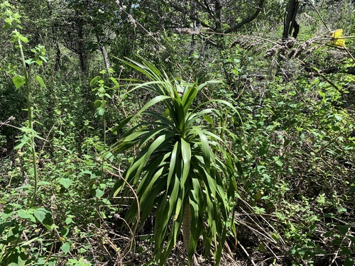 Dracaena konaensis observed 2026-04-24