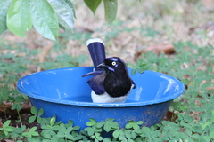 Cyanocorax affinis