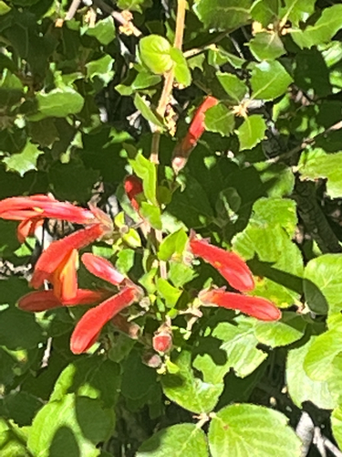 iNaturalist observation photo of heartleaf keckiella