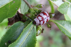 Alagoasa decemguttata