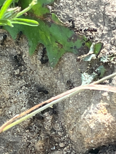 iNaturalist observation photo of Andre's Harvester Ant